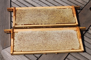Cheshire Honey combs